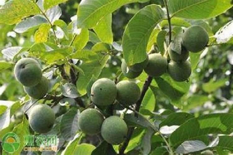 我的兰花已经有花苞了,还要施什么肥吗？