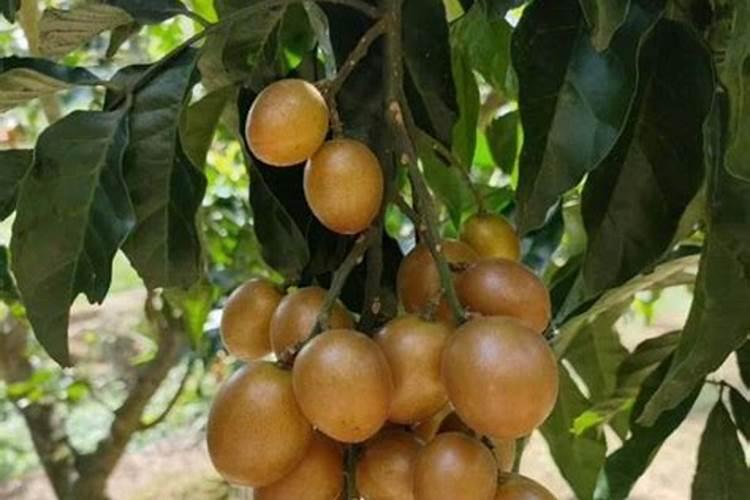 油茶开花时期应该喷何种叶面肥？