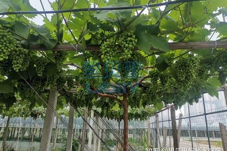 葡萄树用什么肥料长得快