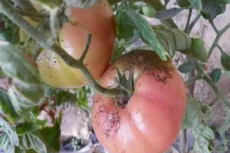 钼肥的作用及使用方法