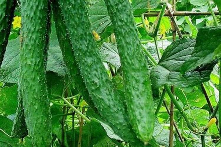 给蔬菜施肥需要仔细做什么