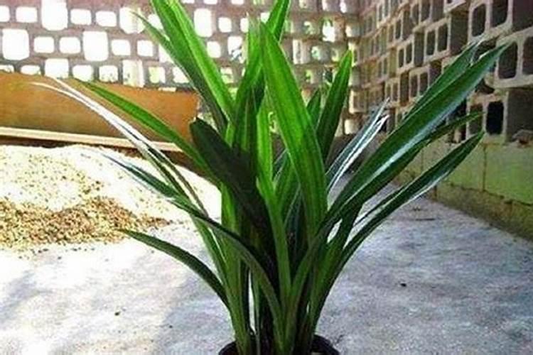 芸苔素14,24,28的区别是什么？