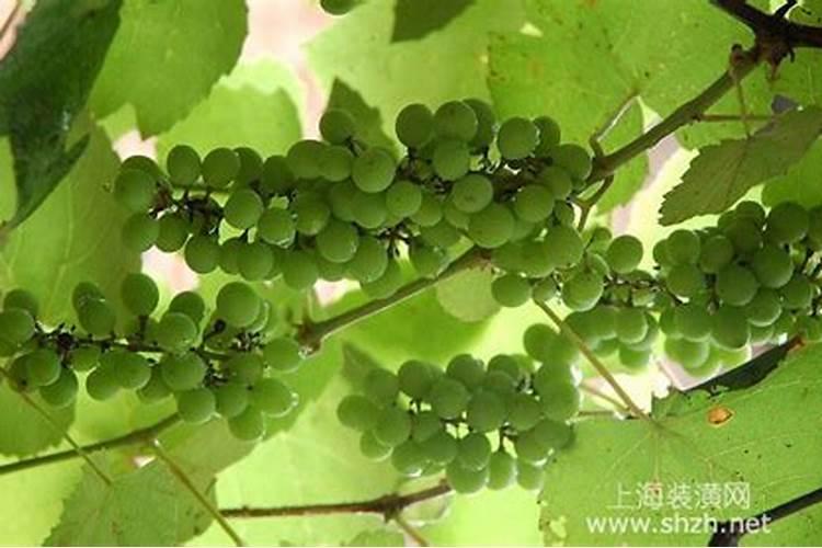 丙酰芸苔素和芸苔素的区别