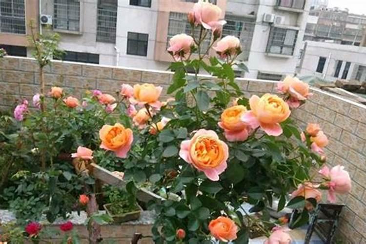 发财树的栽培技术