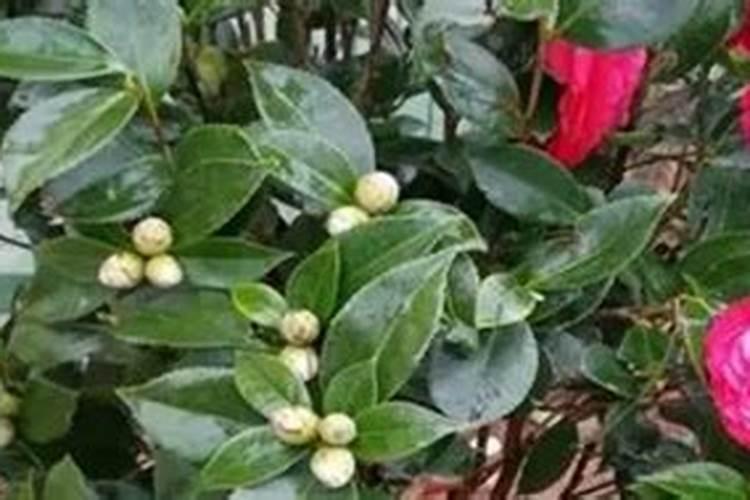 玉米幼苗能打芸苔素吗