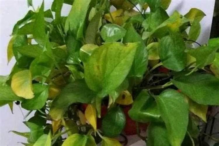 国内的好水溶肥厂家有哪些？