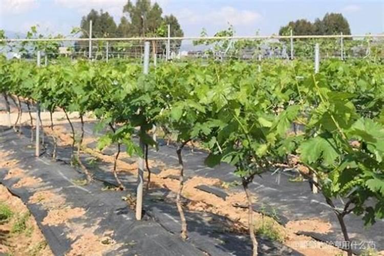 第一年葡萄小苗施什么肥(刚种葡萄苗用什么肥料长得快)