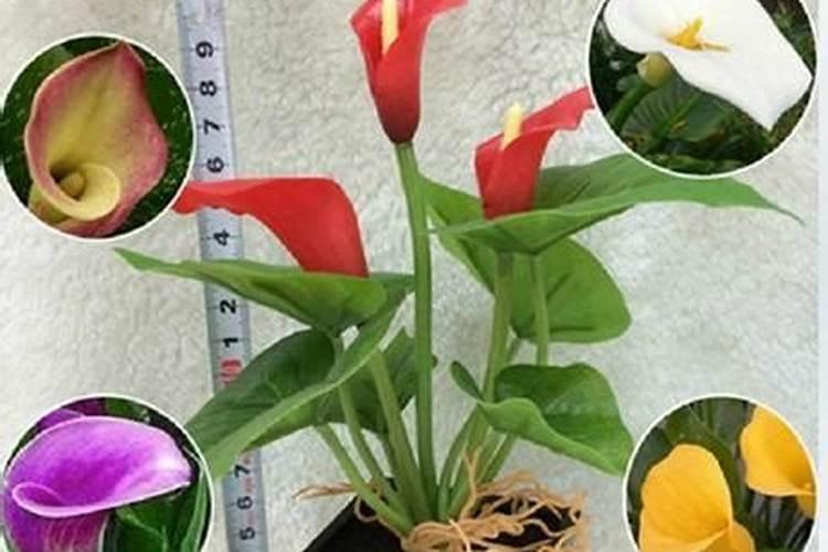 马蹄莲怎么过冬