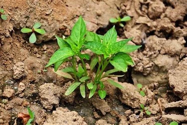 茉莉开花时可以施肥吗