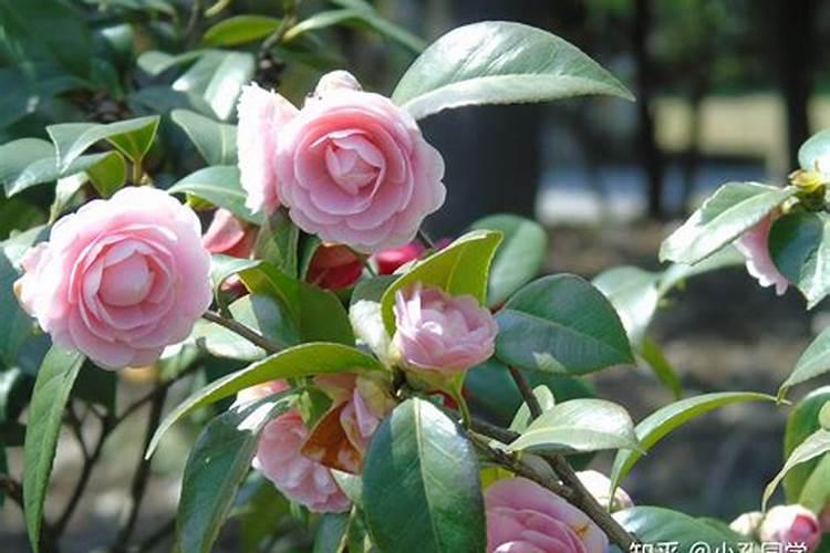 茶花和月季是喜酸还是碱呢,该怎么施肥呢？