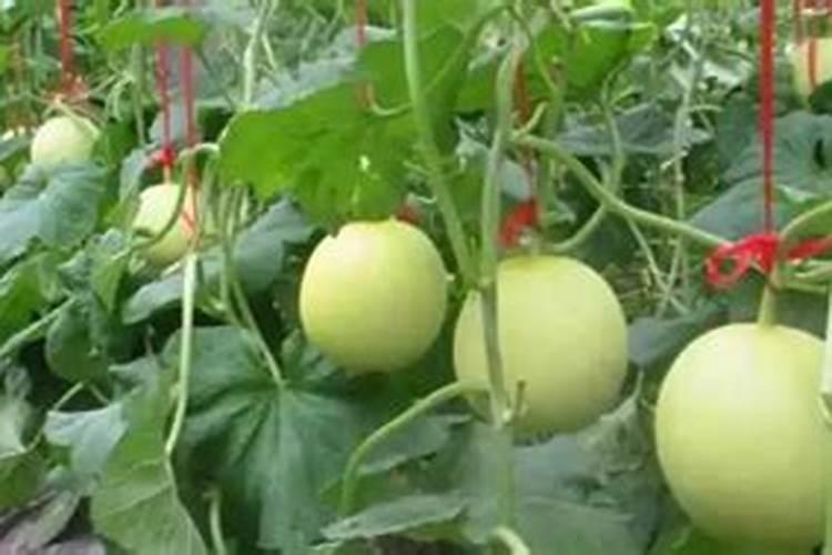 苹果树花露红打什么药