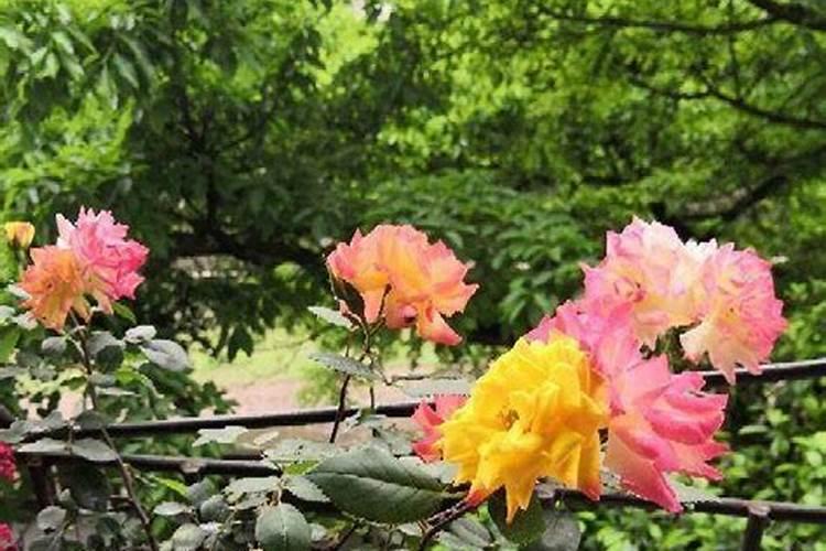 月季花怎么施肥月季花施什么肥好