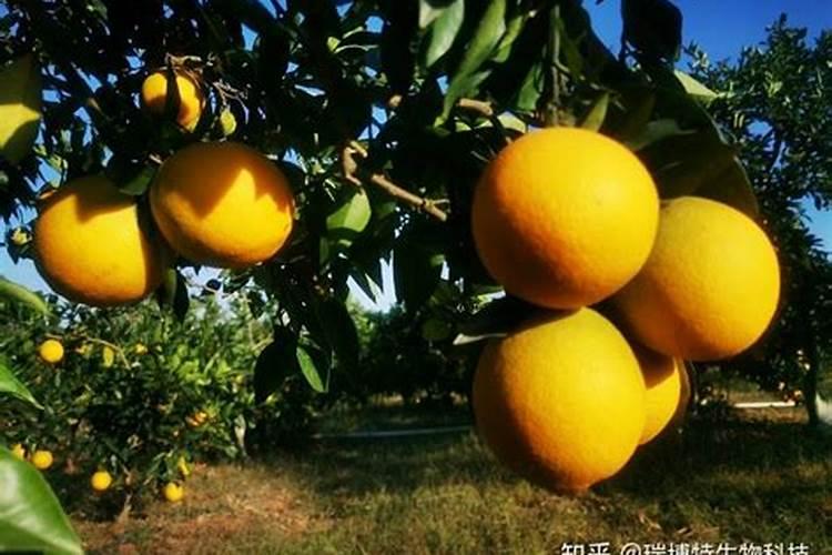 石榴树,树叶枯萎、发黄,要施什么肥才能使它恢复正常？