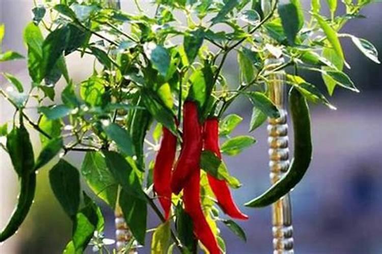 立冬后池中的石榴树等还需要洗水吗？