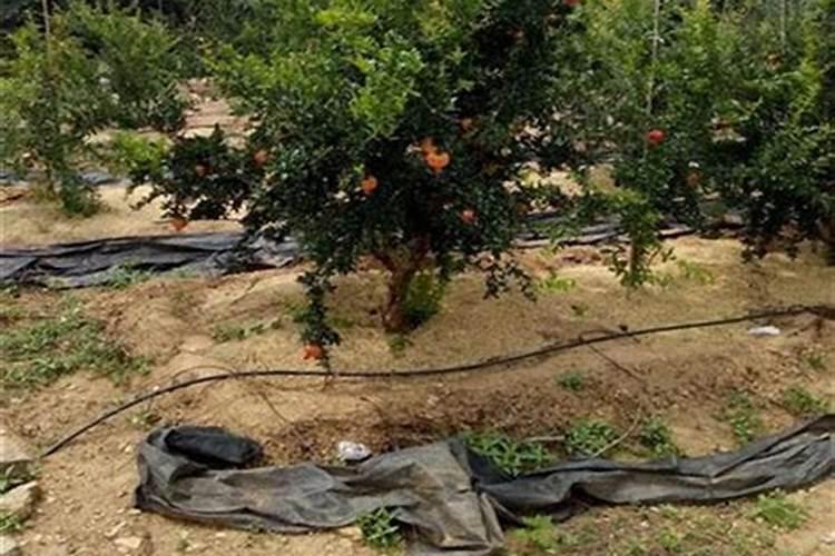 冬季石榴树施肥方法 冬季石榴树如何施肥