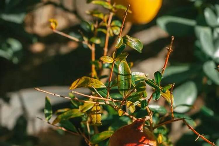 如何使石榴花盆景开花结果