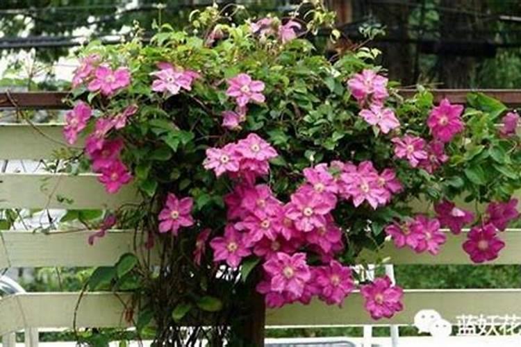 大白菜追肥用什么肥料好