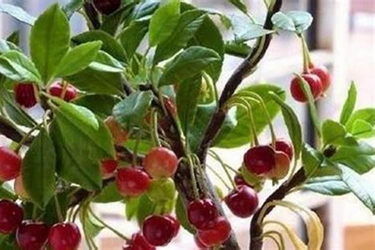 车厘子树苗的施肥方法