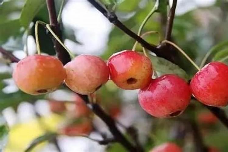 冬红果挂果时要不要施肥