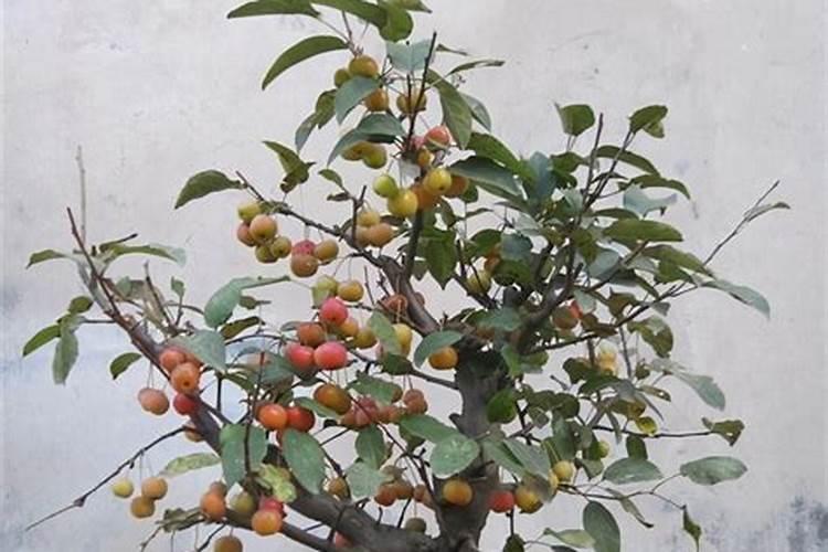 盆栽冬红果怎么养殖才能结果