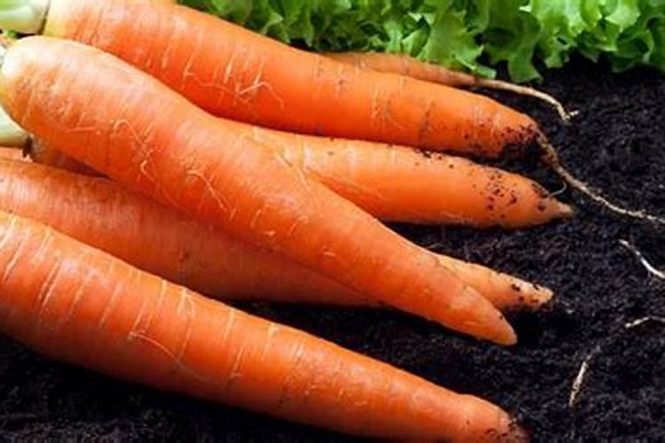 丝瓜浇什么肥料合适