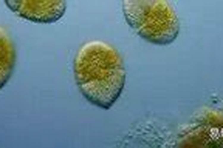 李子树苗怎样长得快