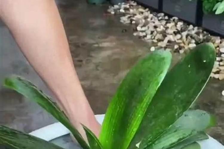 君子兰用什么叶面肥