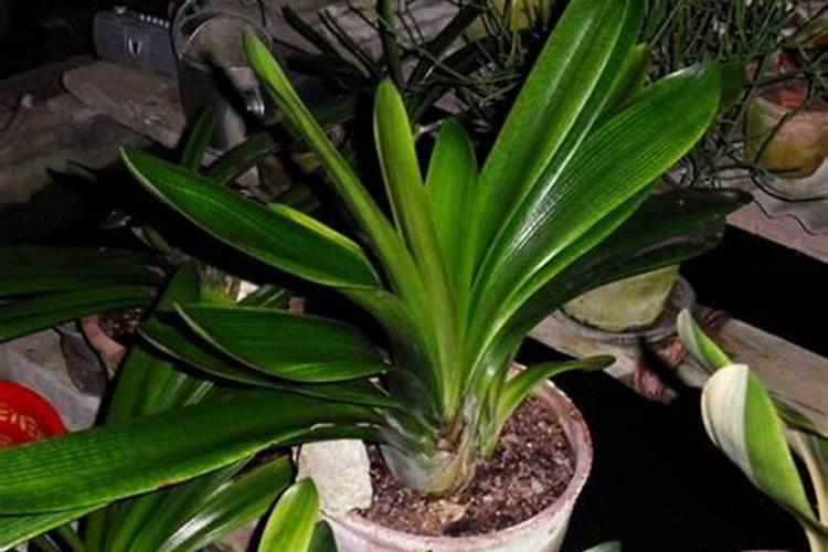 君子兰用什么叶面肥