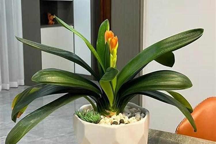 君子兰叶面肥怎么用