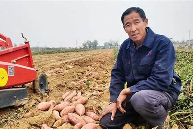 种地瓜时怎么施肥比较好
