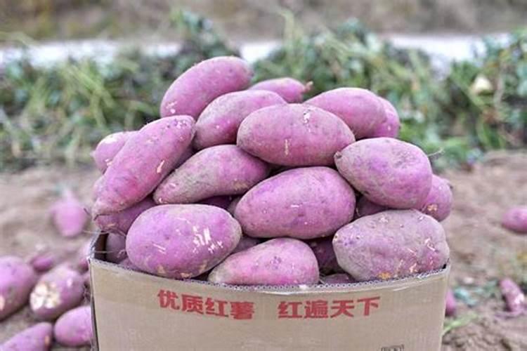 种植地瓜施什么肥料好？
