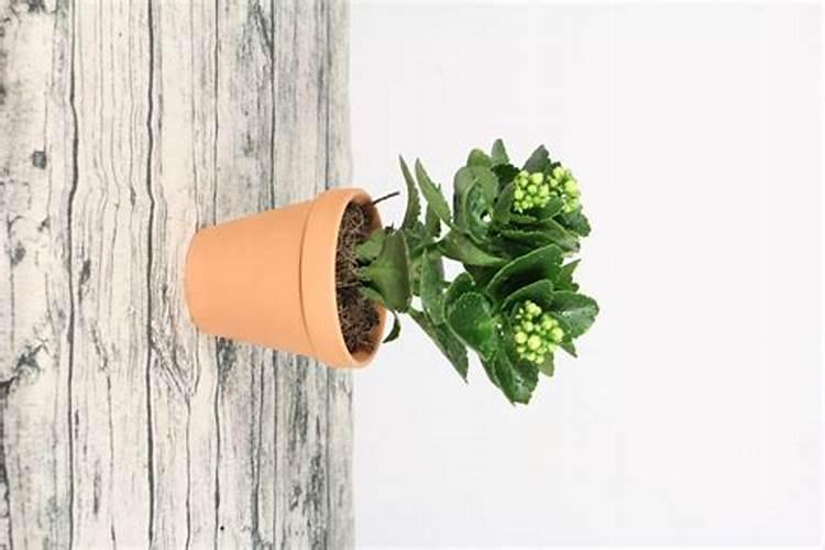 盆栽芋头出来后需要施肥吗