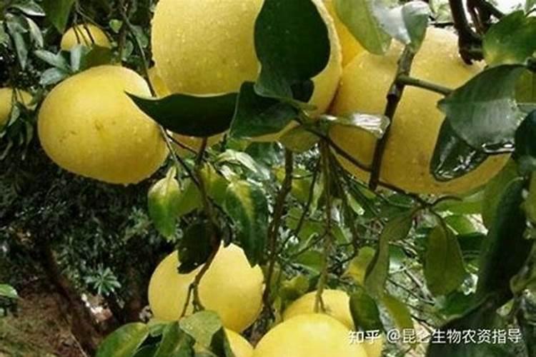 辣椒苗种下后多久能施肥 施肥中有哪些注意事项