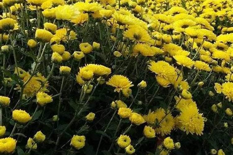 猕猴桃幼苗期怎样施肥？