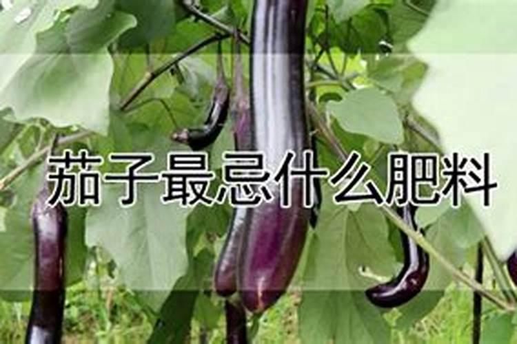 种茄子用什么肥料最好