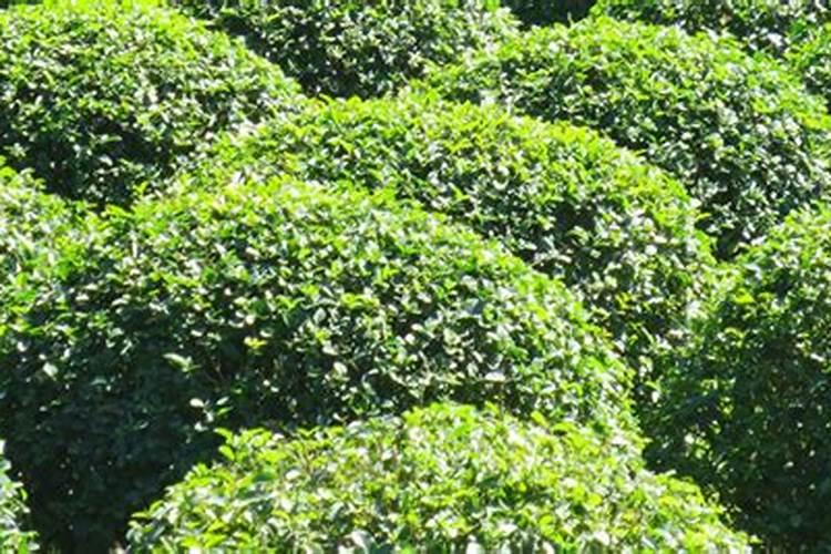 大叶黄杨球如何施肥？大叶黄杨球的施肥技巧