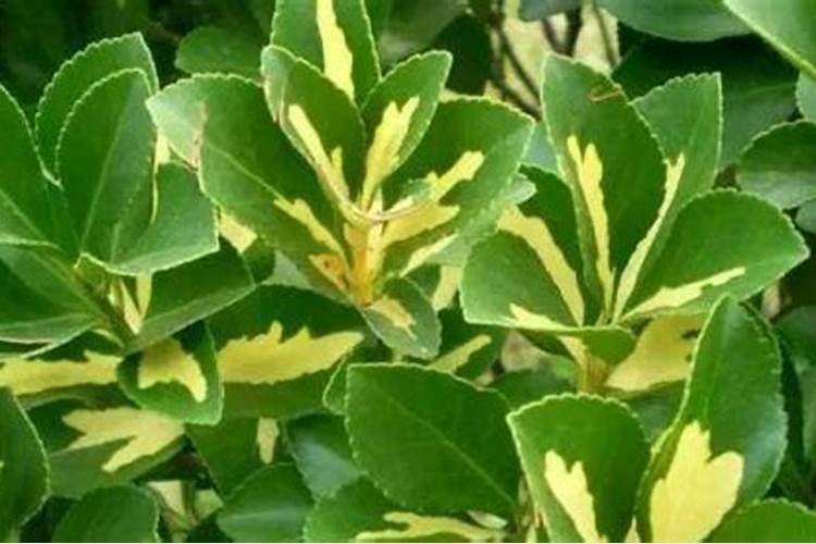 大叶黄杨球如何施肥？大叶黄杨球的施肥技巧