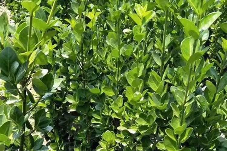 海岛黄杨果实是不是红色的？