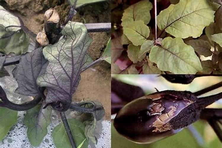 大白豆快速泡发方法