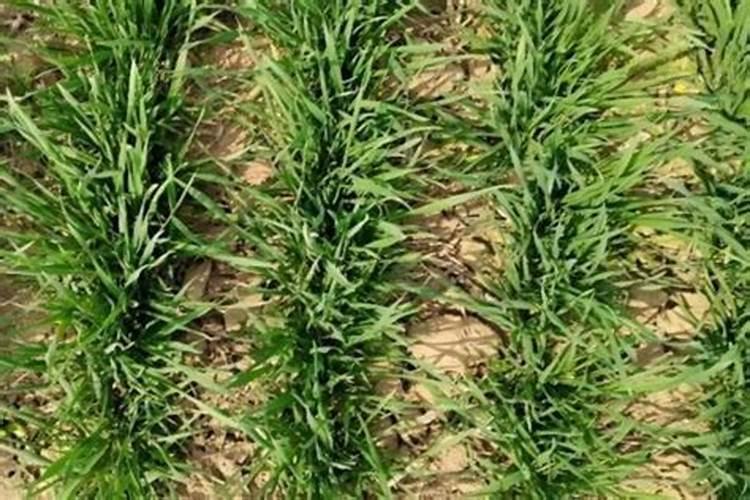 怎样快速泡发大白豆