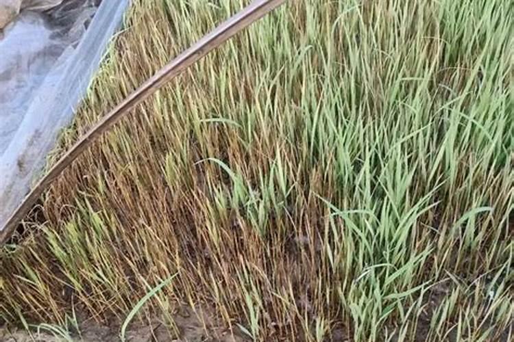 草子施什么肥长得快