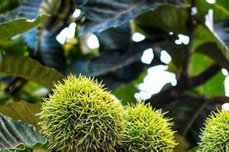 种菜地底肥用什么肥料最好