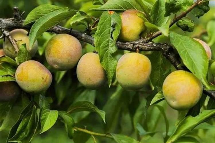 李子树种植期间,该如何进行施肥？