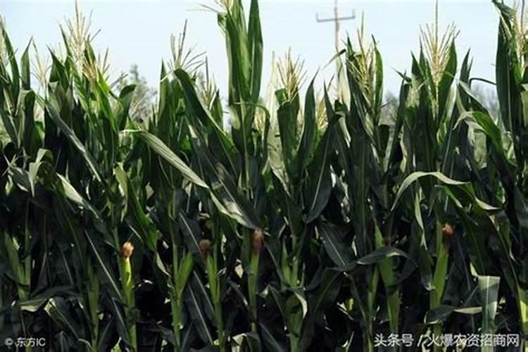 花生能使用尿铵氮肥吗(花生喷施肥料后卷叶怎么办)