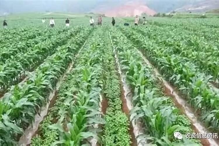 玉米与大豆套种、间种栽培技术