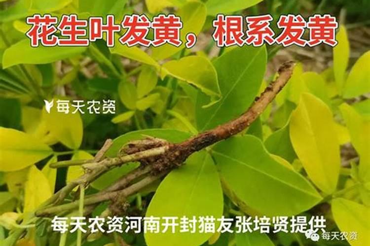 花生的叶子枯黄是什么病？怎样防治？