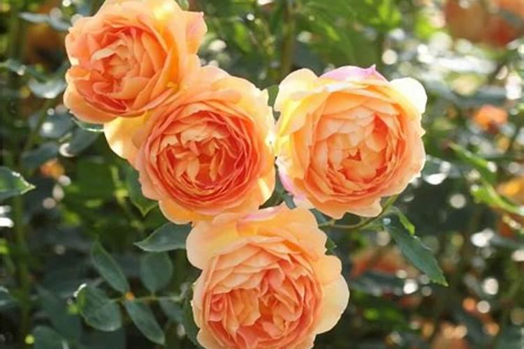 养花什么时候放肥料