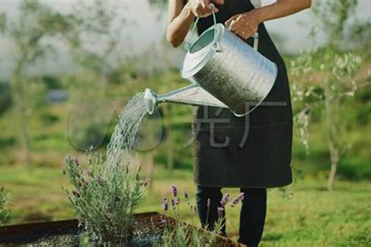 养花先浇水还是先施肥,花卉施肥后需要立刻浇水吗 如何科学施肥