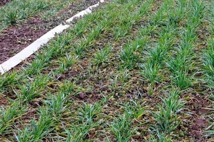 麦子施肥时间及方法 麦子如何施肥