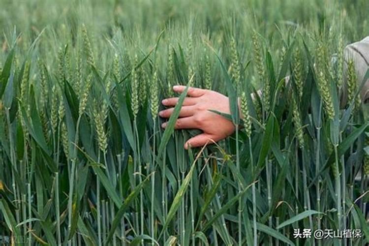 麦子各个阶段施什么肥料好 施肥注意事项
